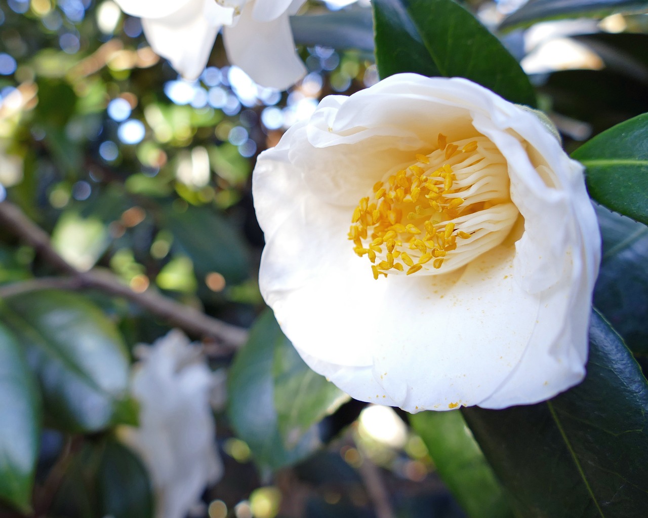 Japanese Camellia, Balta, Dideli Žydai, Krūmas, Medis, Gamta, Augalas, Žiema, Pavasaris, Gėlė