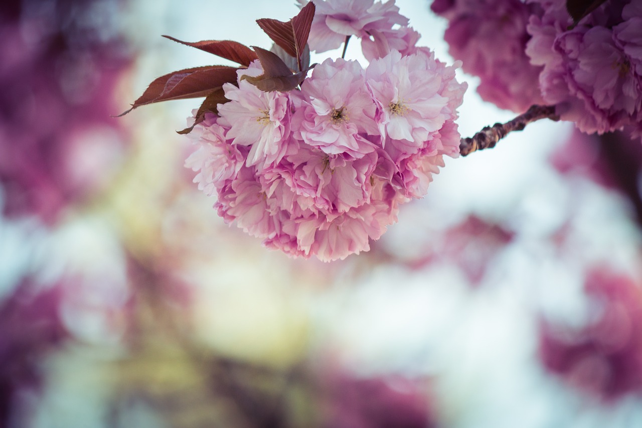 Japonų Vyšnios, Prunus Serrulata, Medis, Japonų Žydinčių Vyšnių, Pavasaris, Rožinis, Žiedas, Žydėti, Gėlės, Nemokamos Nuotraukos