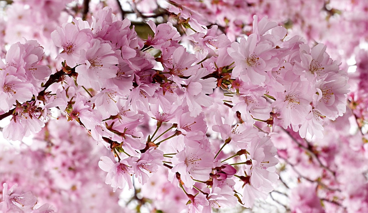 Japonų Vyšnios, Rožinis, Medis, Prunus Serrulata, Pavasaris, Nemokamos Nuotraukos,  Nemokama Licenzija