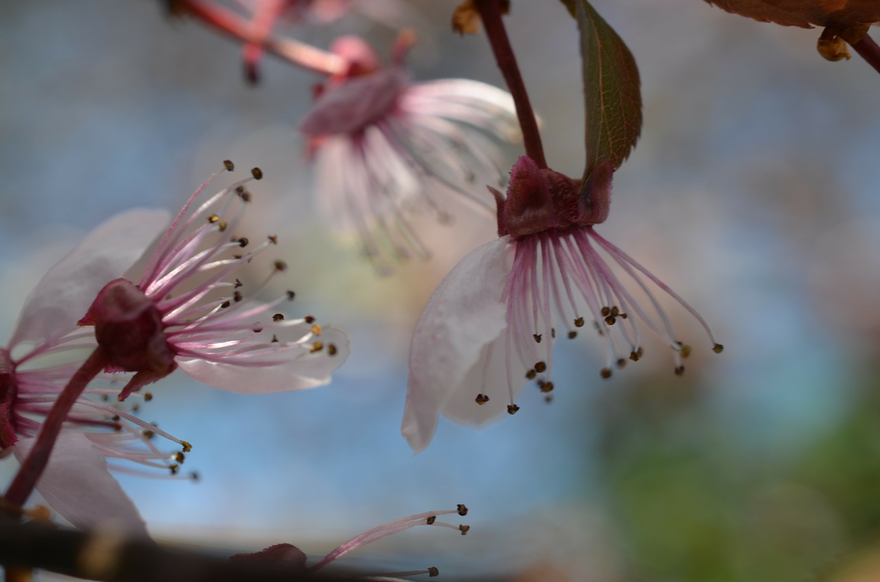 Japonų Vyšnių Žiedai, Vyšnių Žiedas, Pavasaris, Žiedas, Žydėti, Rožinis, Balta, Nemokamos Nuotraukos,  Nemokama Licenzija