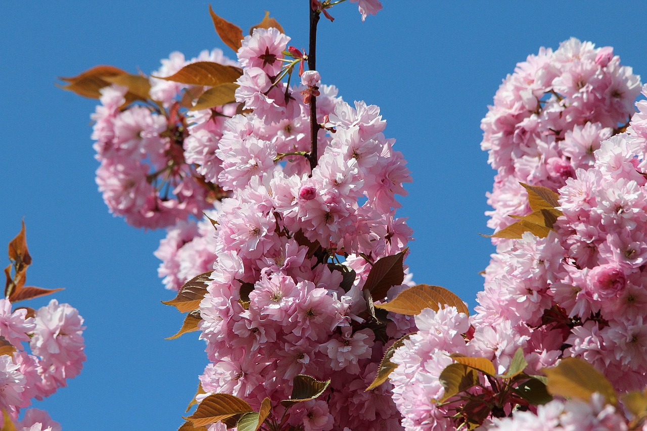 Japonų Vyšnių Žiedai, Prunus Serrulata, Ornamentinis Vyšnia, Gėlės, Uždaryti, Rožinis, Japonų Vyšnios, Pavasaris, Medis, Žydėjimo Šakelė
