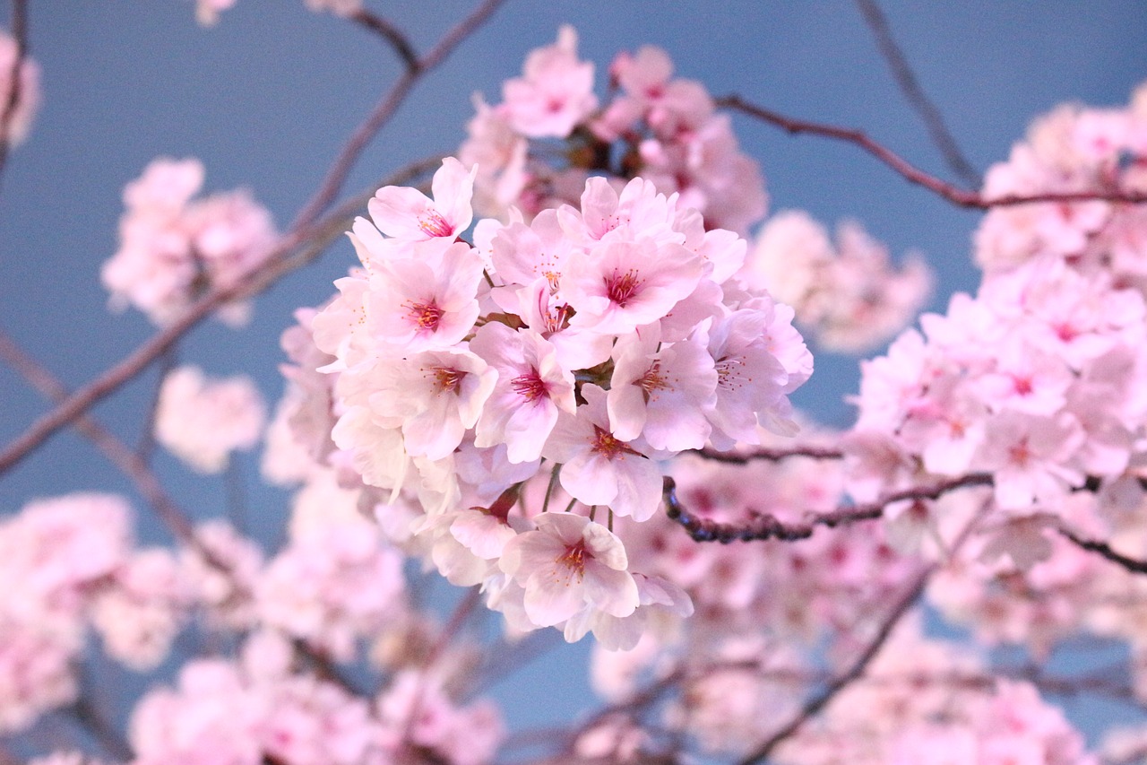 Japonijos Vyšnių Žiedų Medis,  Gėlės,  Mediena,  Japonų Vyšnios Žiedas,  Žydėjimo,  Rožinis,  Garnyras Su Vyšniomis, Nemokamos Nuotraukos,  Nemokama Licenzija