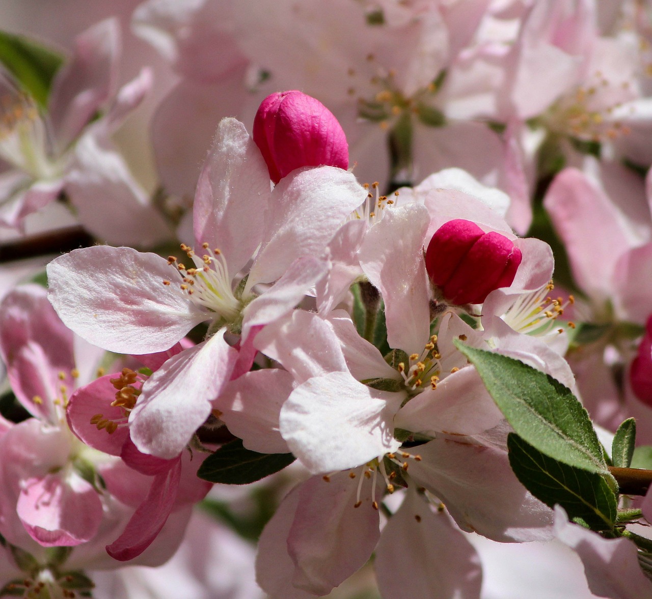 Japonijos Vyšnių Žiedai, Rožinės Gėlės, Žydintis Medis, Gėlių, Augalai, Natūralus, Žiedas, Žydėti, Žiedlapiai, Botanikos