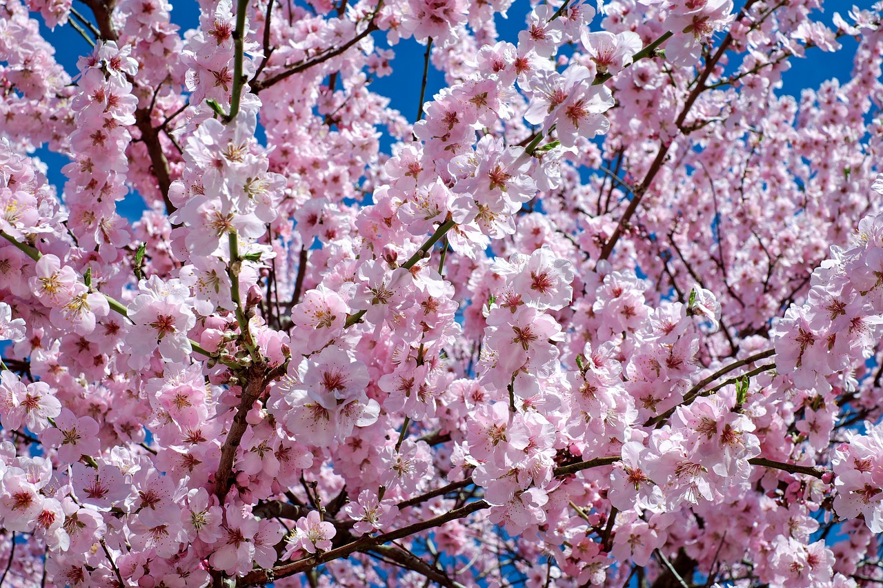 Japonų Vyšnios, Gėlės, Rožinis, Medis, Gėlių Medis, Pavasaris, Japonų Žydinčių Vyšnių, Vyšnių Žiedas, Žydėjimo Laikas, Spalva