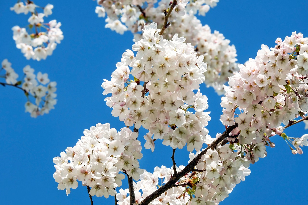 Japonų Vyšnios, Gėlės, Balta, Gėlių Medis, Pavasaris, Japonų Žydinčių Vyšnių, Filialas, Baltos Gėlės, Blütenmeer, Dangus
