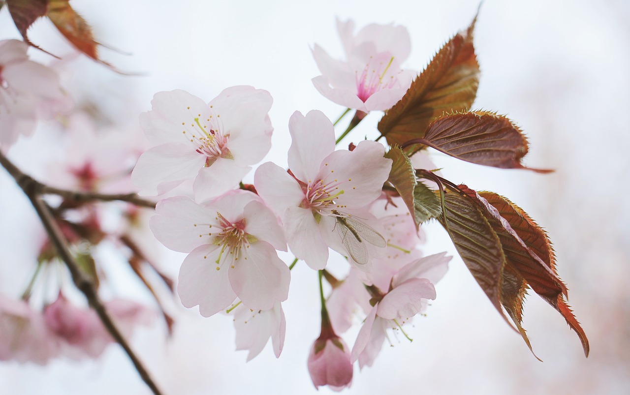 Japonų Vyšnios, Japonų Žydinčių Vyšnių, Pavasario Gėlė, Ornamentinis Vyšnia, Medis, Pavasaris, Japonų Vyšnios, Žydėti, Rožinis, Filialas