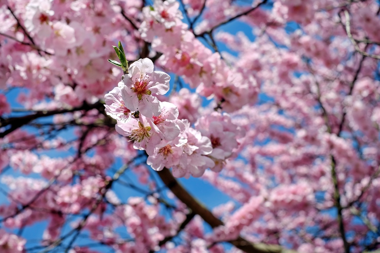 Japonų Vyšnios, Gėlės, Rožinis, Medis, Gėlių Medis, Pavasaris, Japonų Žydinčių Vyšnių, Žydėjimo Laikas, Vyšnių Žiedas, Spalva
