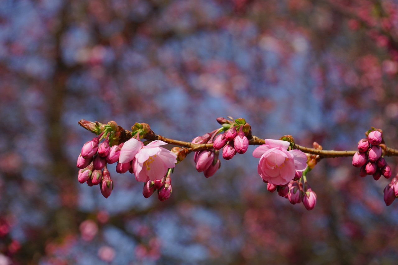 Japonų Vyšnios, Gėlės, Rožinis, Filialas, Budas, Japonų Žydinčių Vyšnių, Ornamentinis Vyšnia, Japonų Vyšnios, Vyšnių Žiedas, Žiedas