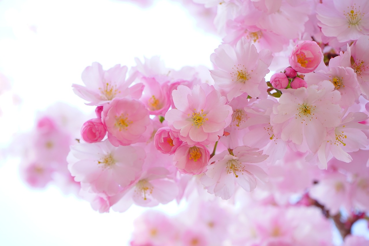 Japonų Vyšnios, Gėlės, Pavasaris, Japonų Žydinčių Vyšnių, Ornamentinis Vyšnia, Japonų Vyšnios, Vyšnių Žiedas, Žydėjimo Laikas, Medis, Rožinis