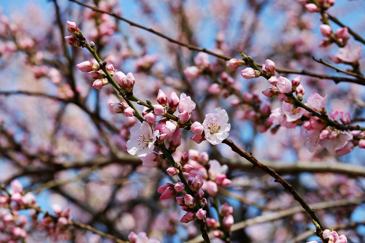 Japonų Vyšnios,  Gėlės,  Rožinis,  Balta,  Žydėti,  Medis,  Gėlių Medis,  Japonų Žydinčių Vyšnių,  Vyšnių Žiedas,  Žydėjimo Laikas