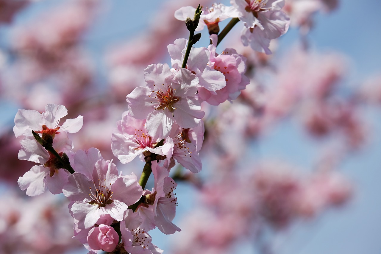 Japonų Vyšnios,  Žiedas,  Medis,  Japonų Vyšnios,  Gėlių Žiedai,  Blütenmeer,  Romantiškas,  Japonų Žydinčių Vyšnių,  Žydėti,  Pavasario Gėlė