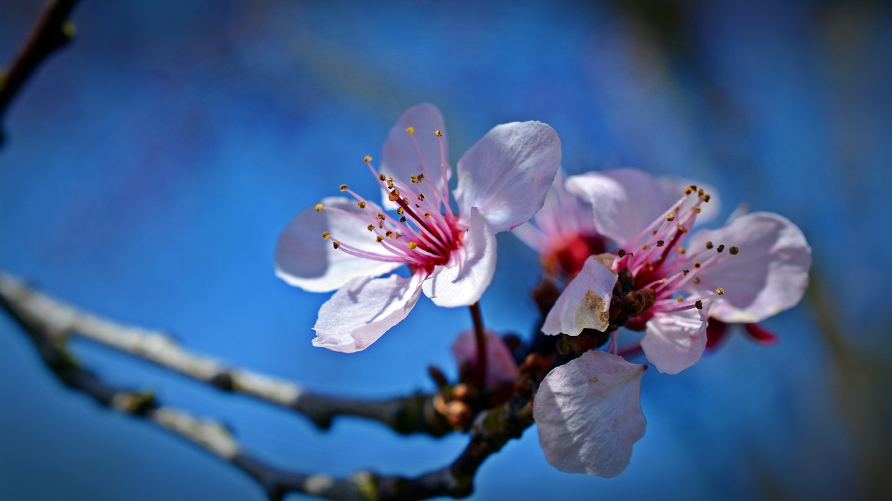 Japonijos Vyšnių Medžiai,  Žiedas,  Žydi,  Gėlė,  Pobūdį,  Augalų,  Sodas,  Vasara, Nemokamos Nuotraukos,  Nemokama Licenzija