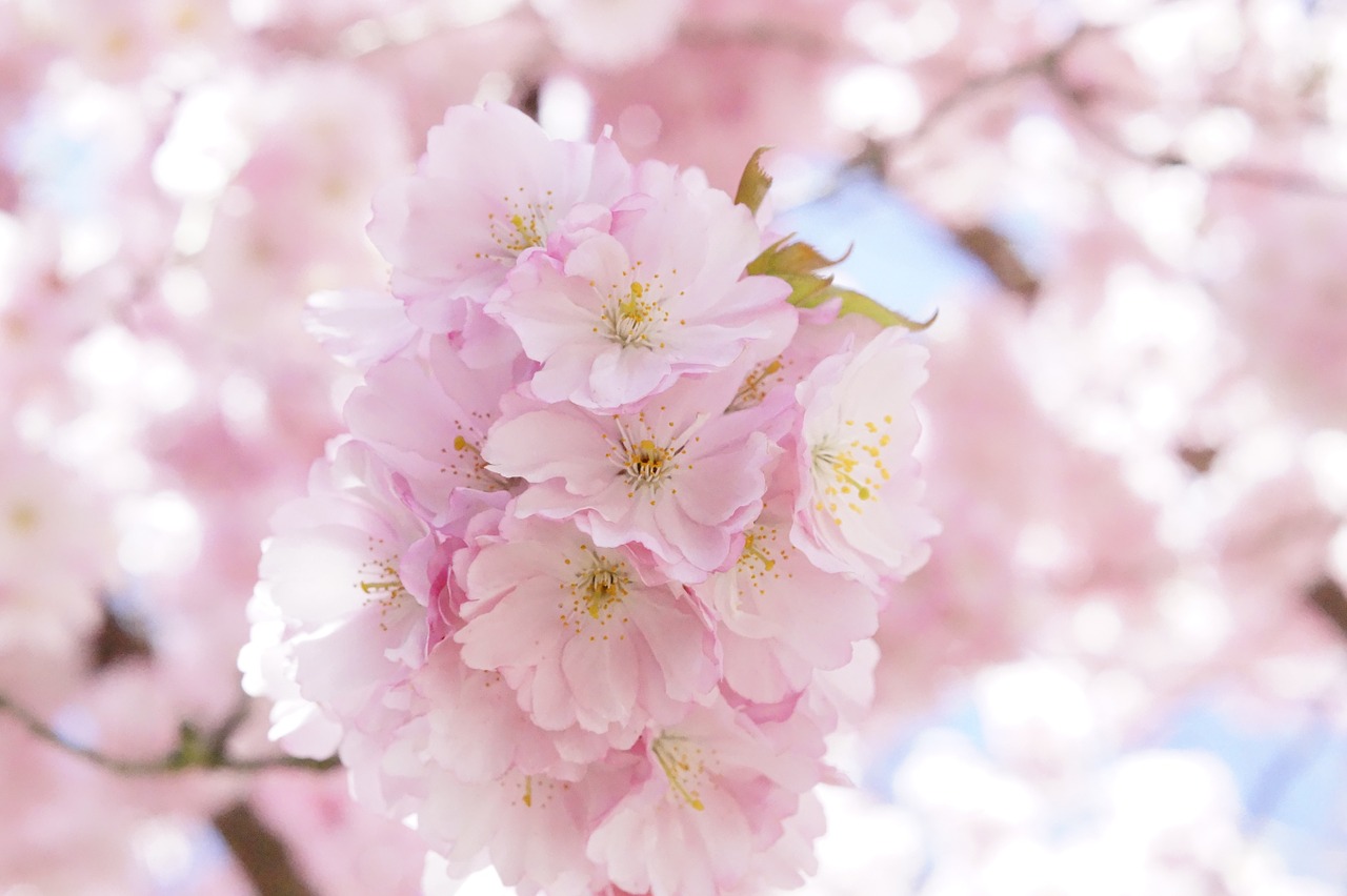 Japonų Vyšnios,  Ornamentinis Vyšnia,  Gėlių Medis,  Vyšnių Žiedas,  Rožinis,  Žiedas,  Žydėti,  Medis,  Pavasaris,  Japonų Žydinčių Vyšnių