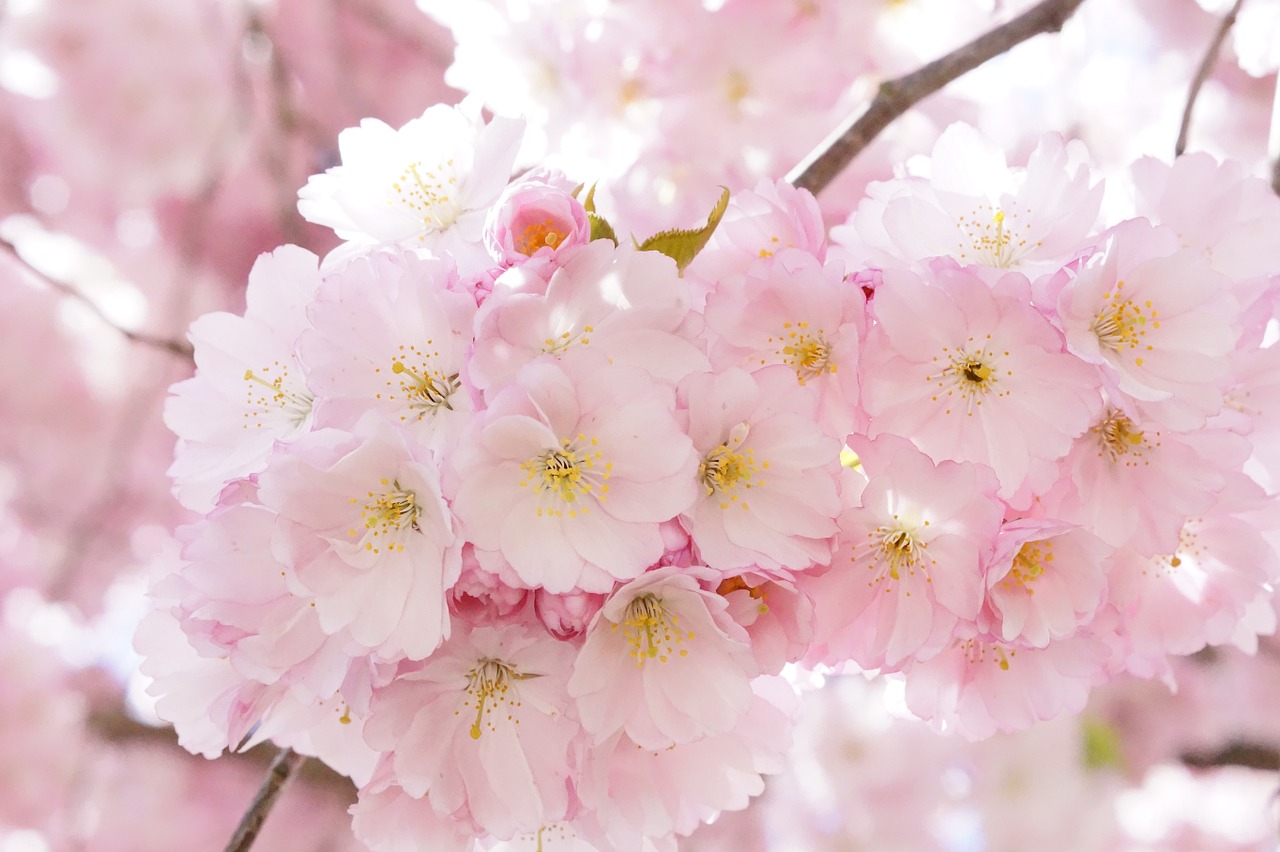 Japonų Vyšnios,  Ornamentinis Vyšnia,  Gėlių Medis,  Vyšnių Žiedas,  Rožinis,  Žiedas,  Žydėti,  Medis,  Pavasaris,  Japonų Žydinčių Vyšnių
