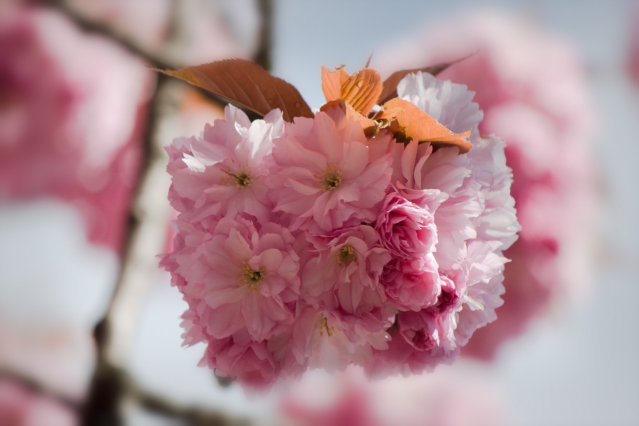 Japonų Žydinčių Vyšnių, Prunus Serrulata, Rožių Šiltnamius, Žiedas, Žydėti, Pavasaris, Gėlės, Japonų Vyšnių Žiedai, Medis, Žydėti