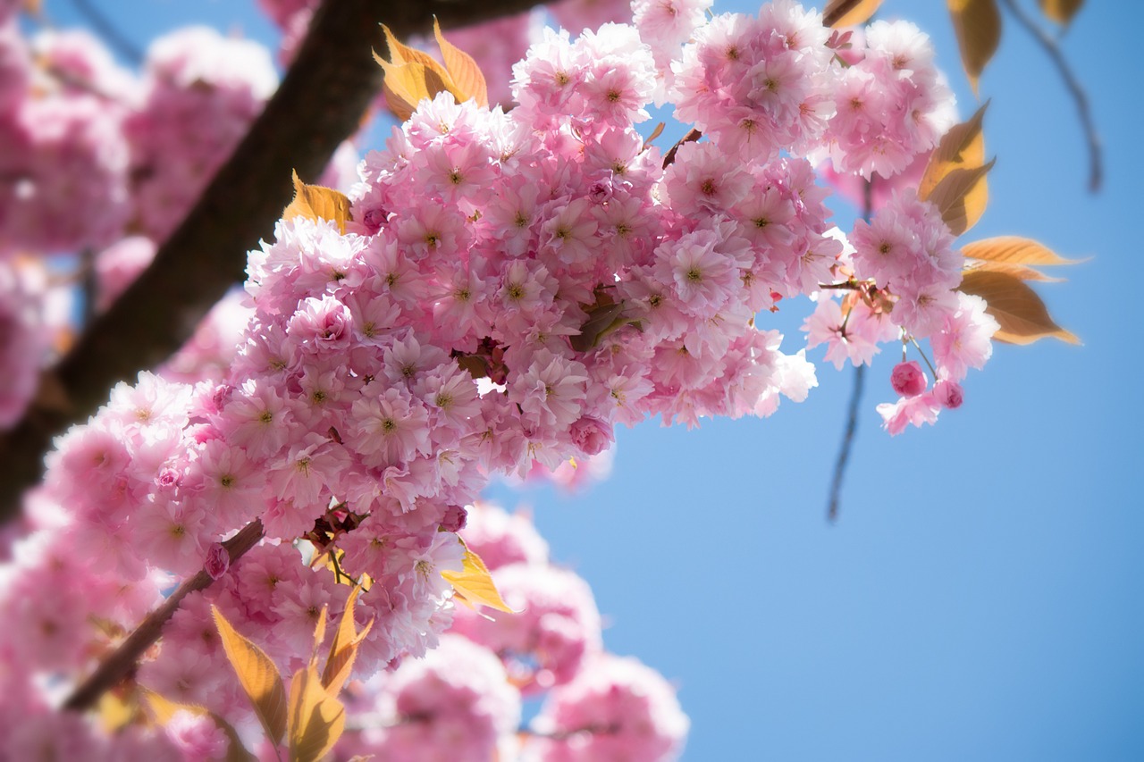 Japonų Žydinčių Vyšnių, Prunus Serrulata, Rožių Šiltnamius, Žiedas, Žydėti, Pavasaris, Gėlės, Japonų Vyšnių Žiedai, Medis, Žydėti