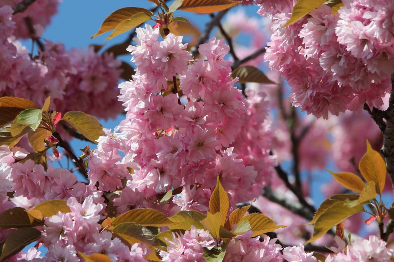 Japonų Žydinčių Vyšnių, Prunus Serrulata, Ornamentinis Vyšnia, Žiedas, Žydėti, Uždaryti, Rožinis, Japonų Vyšnios, Pavasaris, Medis
