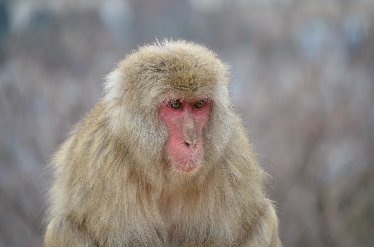 Japanese Macaque, Beždžionė, Primatas, Makakas, Laukinė Gamta, Gyvūnas, Japanese, Veidas, Nemokamos Nuotraukos,  Nemokama Licenzija