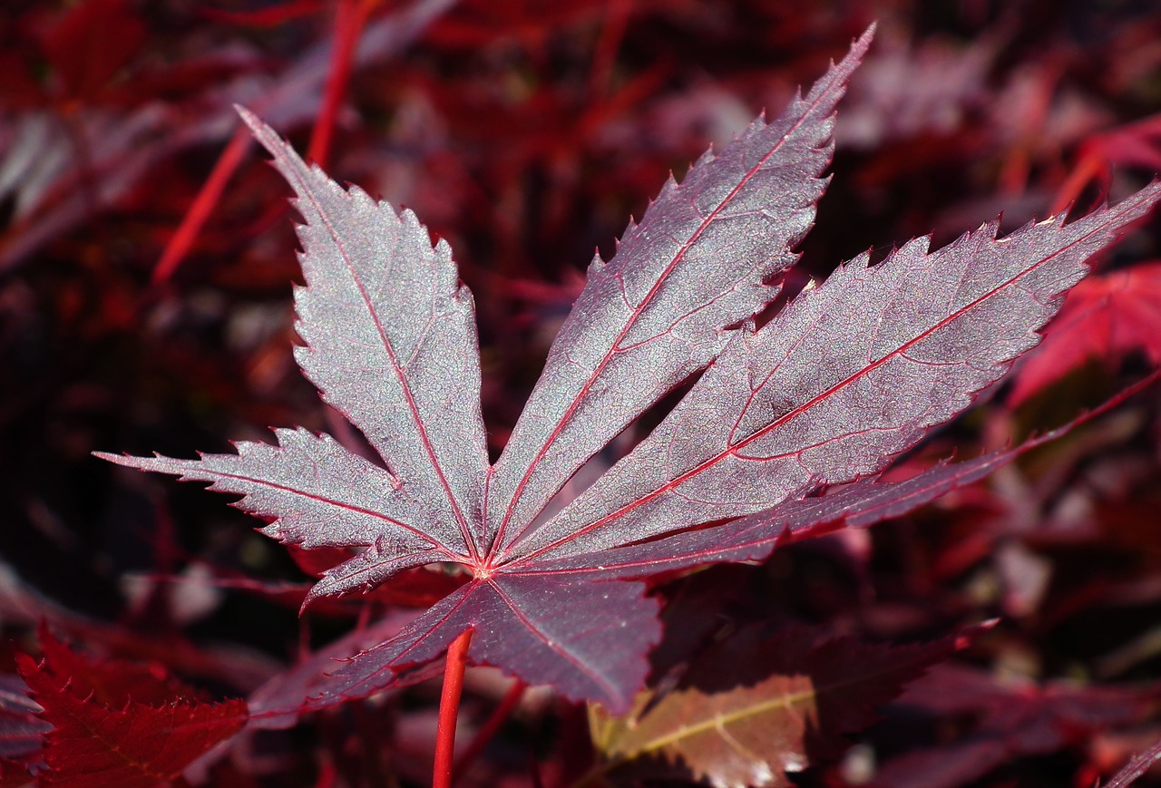 Japonų Klevas,  Medis,  Lapų,  Pavasaris,  Iš Arti, Nemokamos Nuotraukos,  Nemokama Licenzija