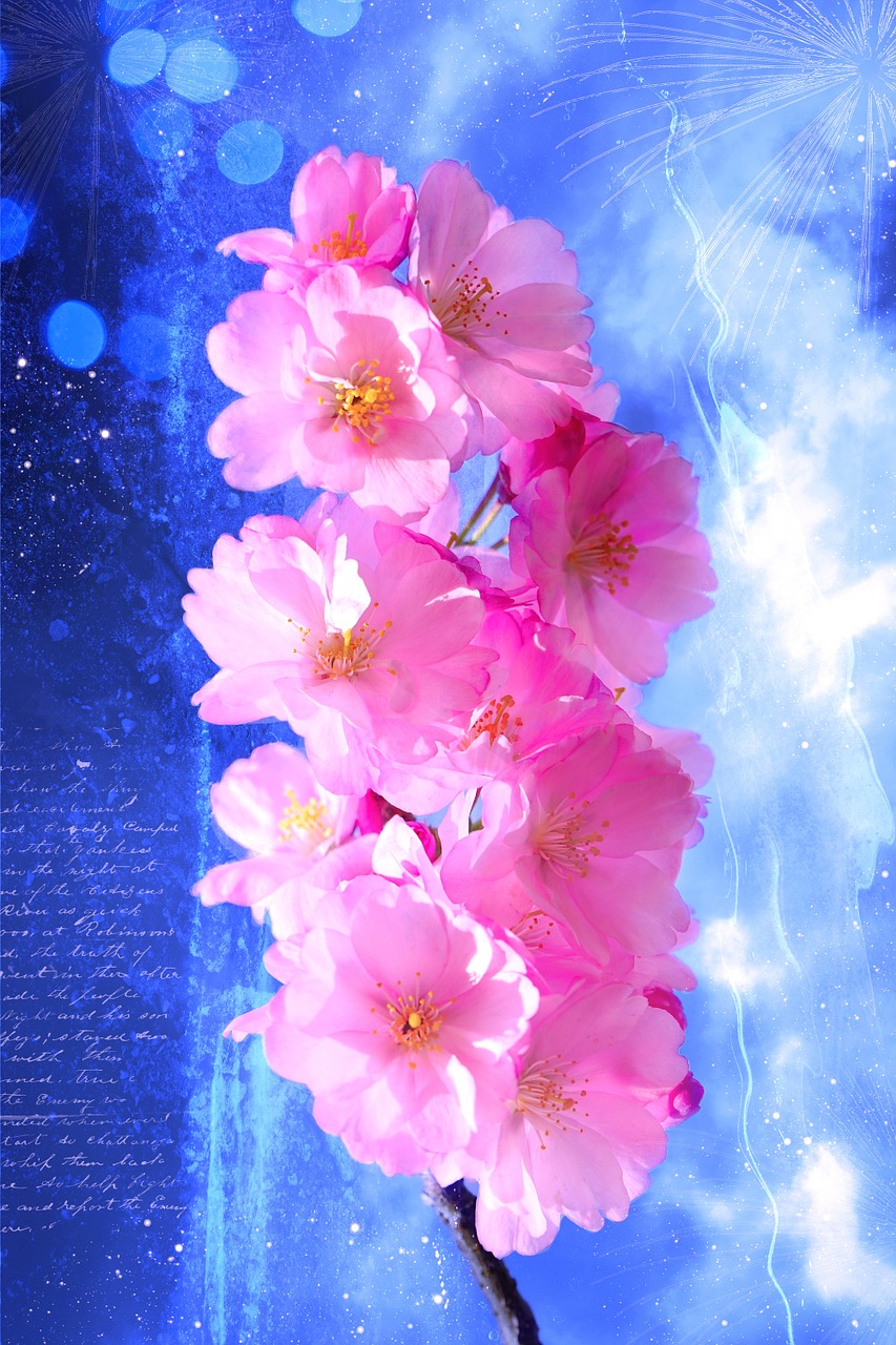Japonų Dekoratyviniai Vyšnios, Filialas, Gėlės, Rožinis, Atvirukas, Nemokamos Nuotraukos,  Nemokama Licenzija
