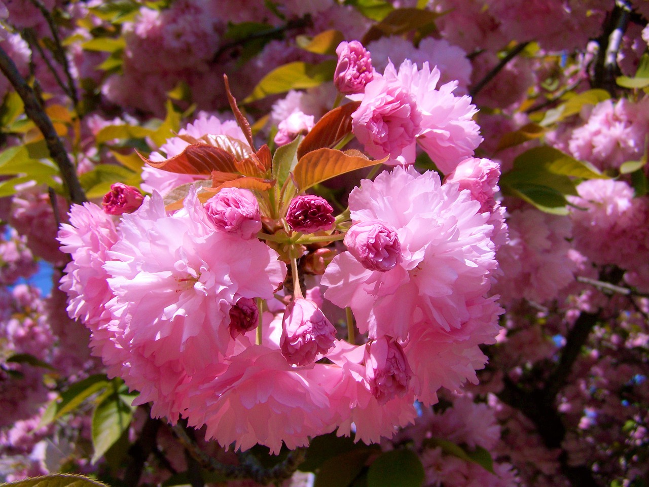 Japonų Dekoratyviniai Vyšnios, Rožinės Spalvos, Pavasaris, Nemokamos Nuotraukos,  Nemokama Licenzija
