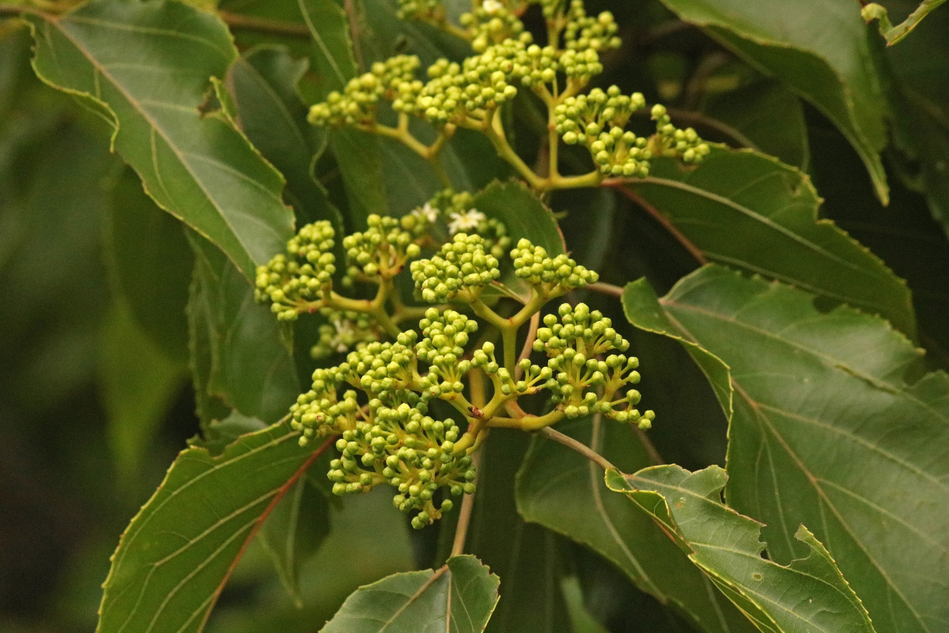 Medis,  Lapai,  Gėlės,  Pumpurai,  Balta,  Japanese & Nbsp,  Raisin,  Sodas,  Japonų Razinos Medžių Žiedpumpuriai, Nemokamos Nuotraukos