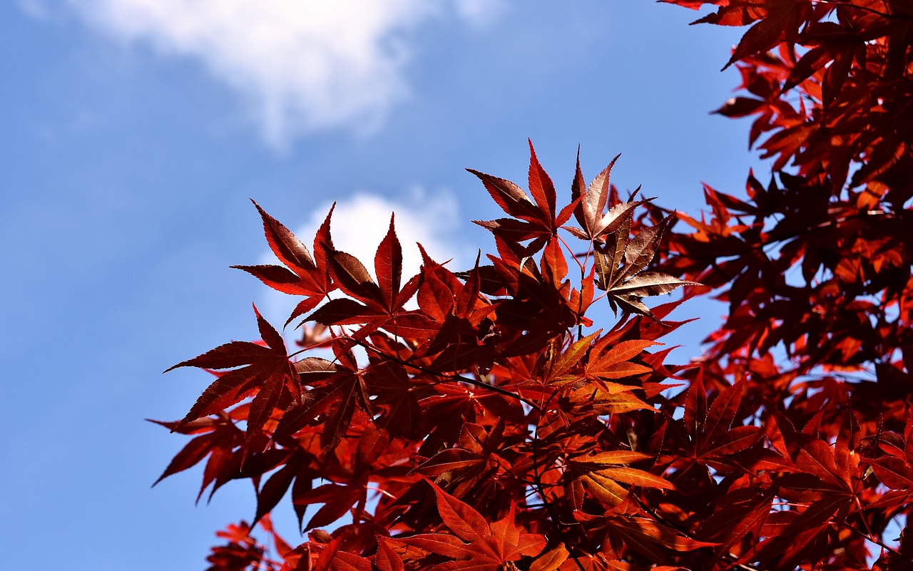 Japoniškas Raudonas Klevas, Medis, Raudona, Lapai, Dangus, Mėlynas, Nemokamos Nuotraukos,  Nemokama Licenzija