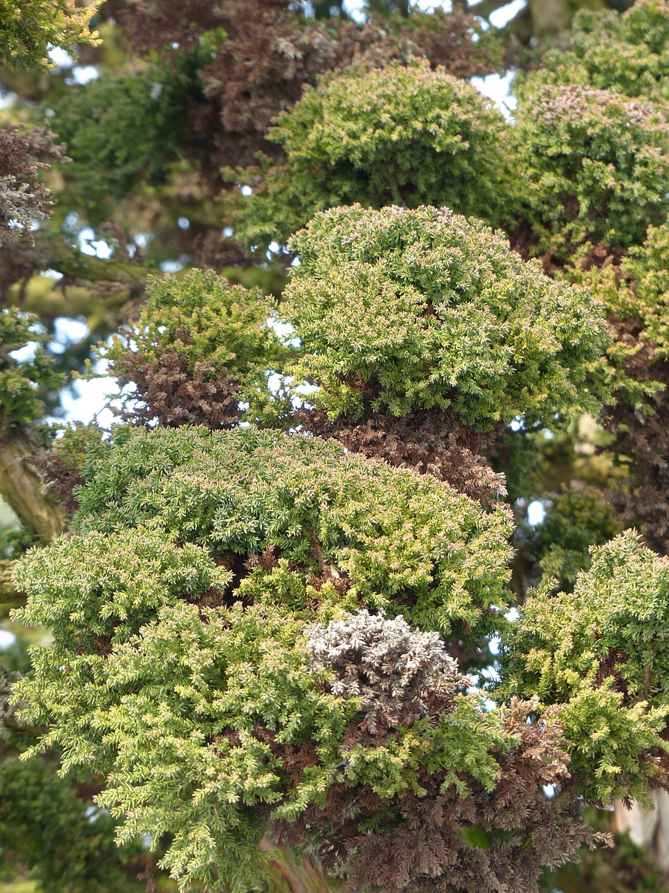 Japanese Sicheltanne, Cryptomeria Japonica, Bandai Sugi, Taxodiaceae, Medis, Augalas, Gamta, Didelis, Didelis, Japanese