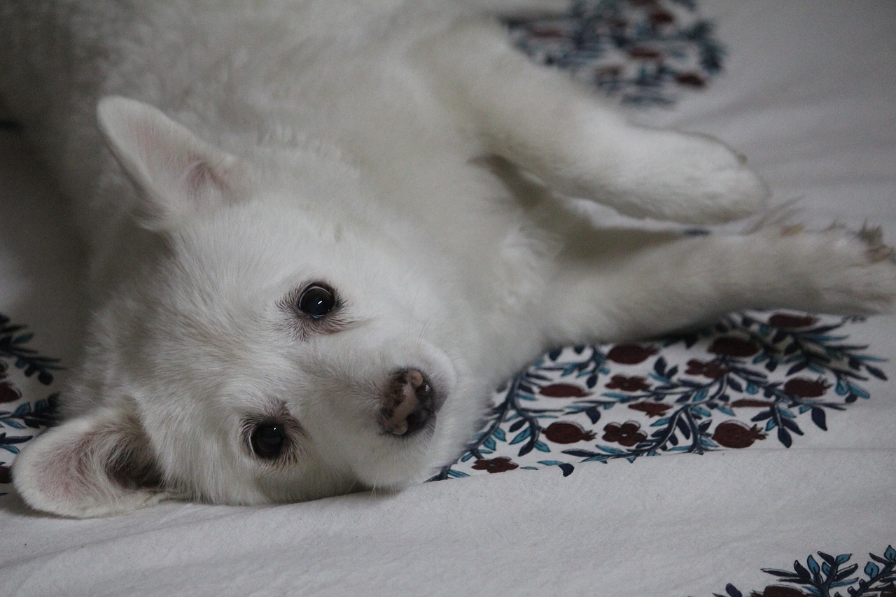 Japonų Špicas, Canis Lupus Familiaris, Šuo, Kalė, Rani, Nustatytas, Nemokamos Nuotraukos,  Nemokama Licenzija