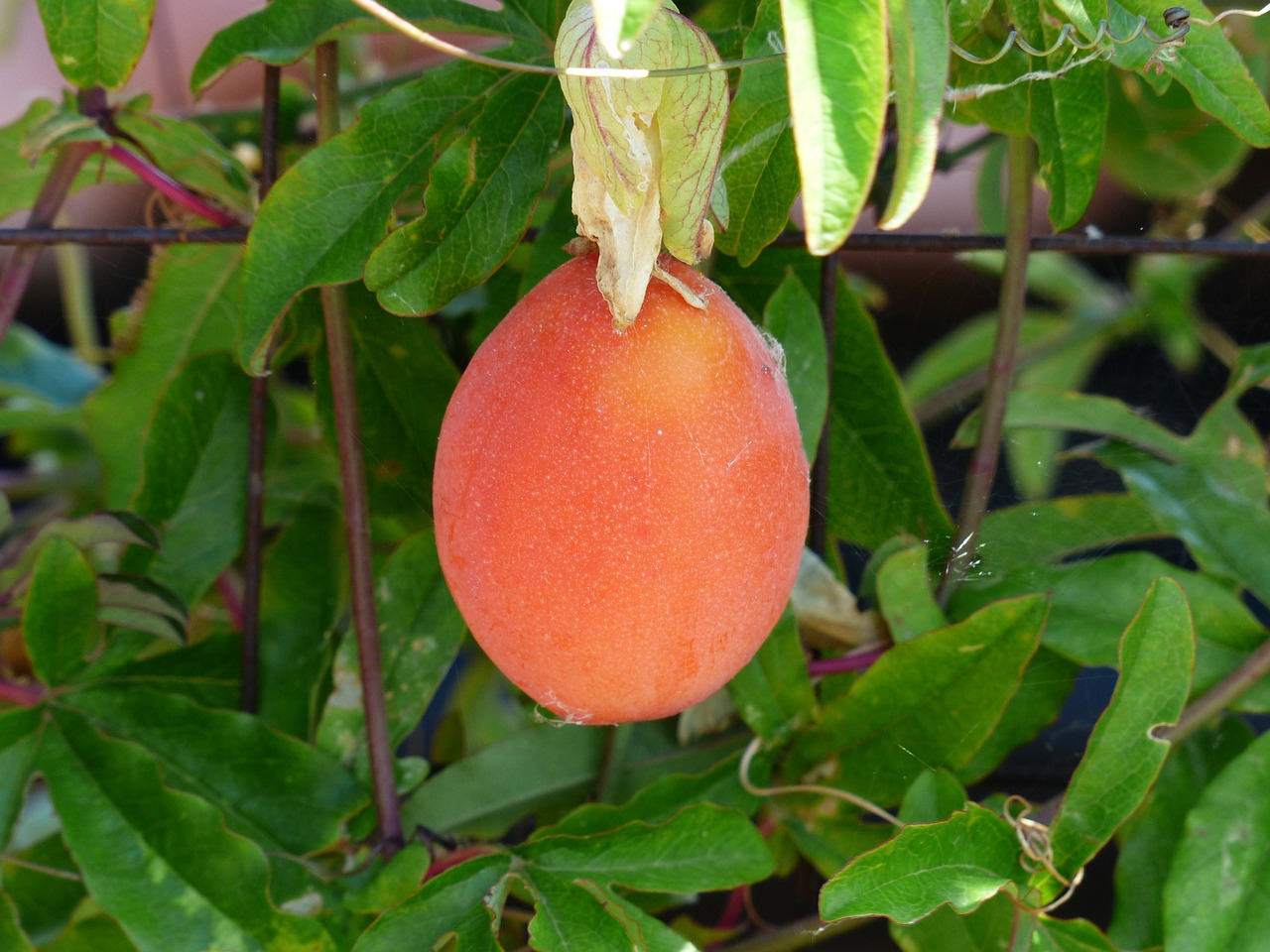 Japanese Wollmispel, Vaisiai, Oranžinė Raudona, Eriobotrya Japonica, Vilna Medlar, Kernobstgewaechs, Didelis, Rožių Šiltnamius, Rosaceae, Japonų Medeliai