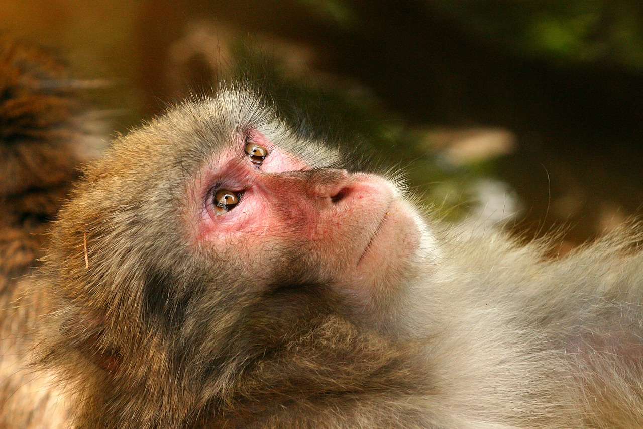 Japanmakake, Beždžionė, Makake, Gyvūnas, Schneeaffe, Rotgesichtsmakake, Macaca Fuscata, Suaugusio Beždžionė, Pusė Profilis, Nemokamos Nuotraukos