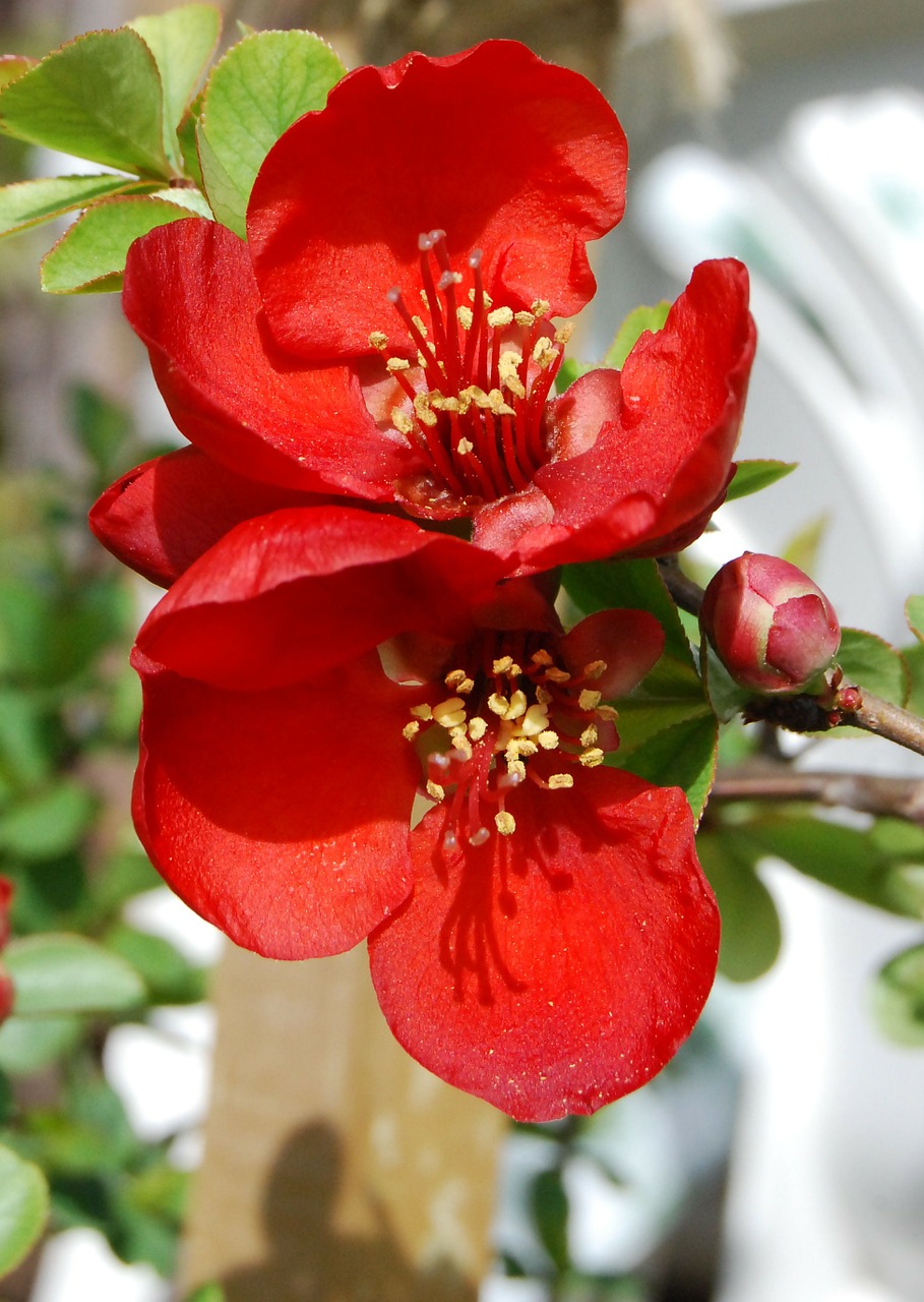 Japonica, Japonų Avižos, Pavasaris, Gėlė, Wildflower, Gėlių, Augalas, Natūralus, Žiedas, Žydėti