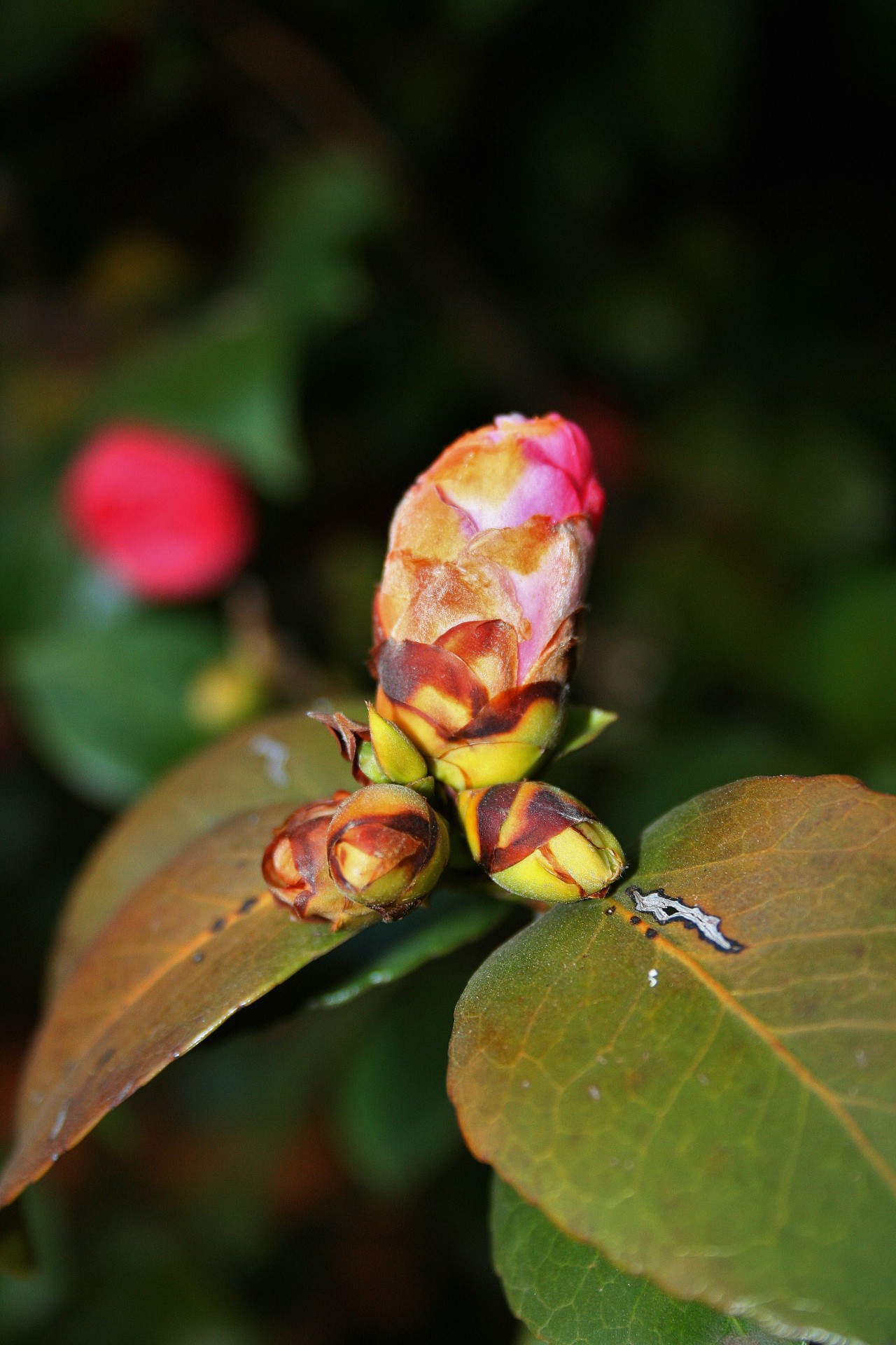 Gėlės,  Pumpurai,  Rožinis,  Pažadas,  Japonica Pumpurai, Nemokamos Nuotraukos,  Nemokama Licenzija