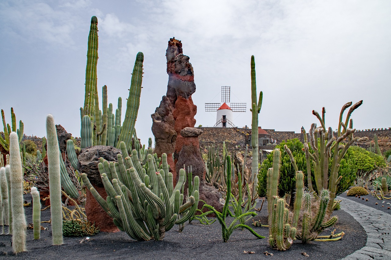 Jardin De Cactus, Kaktusas, Lanzarote, Ispanija, Afrikos Atrakcionai, Guatiza, Vėjo Malūnas, Lava, Rokas, Gamta