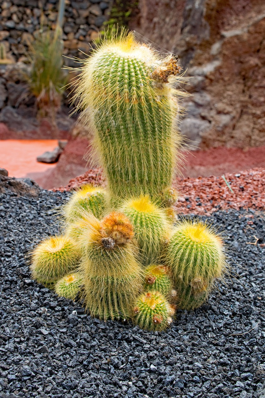 Jardin De Cactus, Kaktusas, Lanzarote, Ispanija, Afrikos Atrakcionai, Guatiza, Lava, Rokas, Gamta, Augalas
