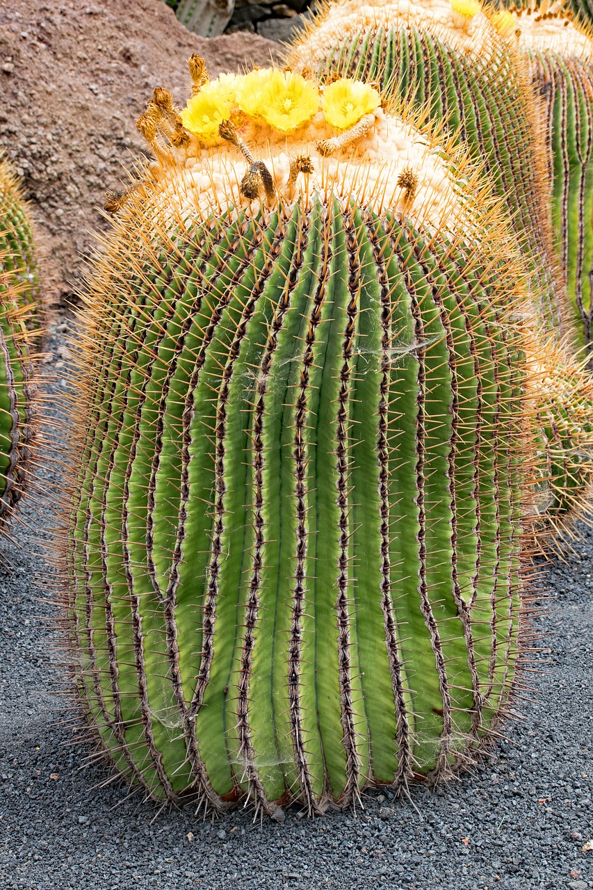 Jardin De Cactus, Kaktusas, Lanzarote, Ispanija, Afrikos Atrakcionai, Guatiza, Lava, Rokas, Gamta, Augalas