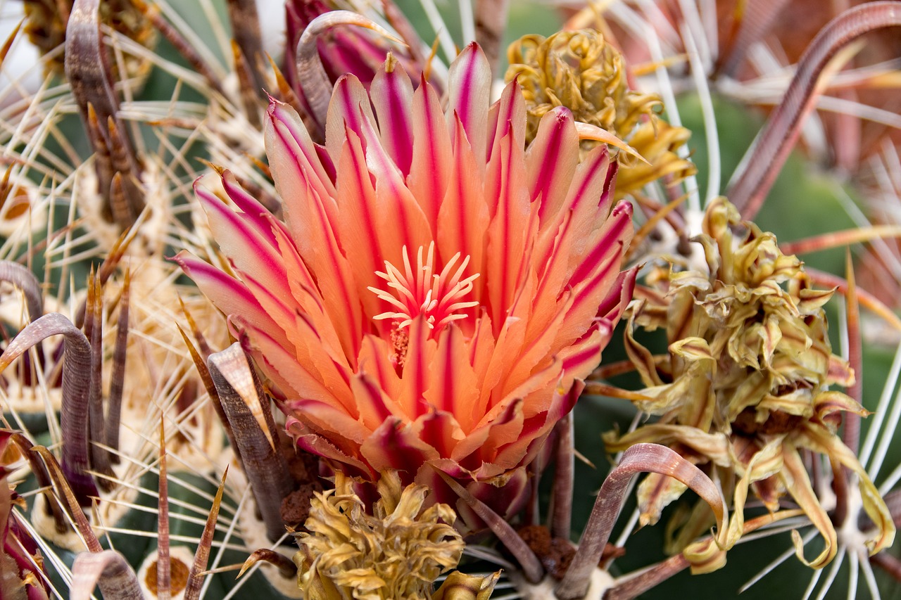 Jardin De Cactus, Kaktusas, Žiedas, Žydėti, Lanzarote, Ispanija, Afrikos Atrakcionai, Guatiza, Lava, Rokas