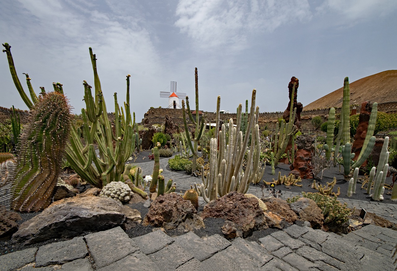 Jardin De Cactus, Kaktusas, Lanzarote, Ispanija, Afrikos Atrakcionai, Guatiza, Vėjo Malūnas, Lava, Rokas, Gamta