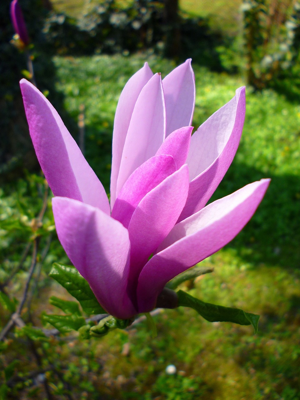 Jardin Des Plantes, Pavasaris, Kovas, Violetinė, Magnolija, Saulės Šviesa, Gėlė, Nemokamos Nuotraukos,  Nemokama Licenzija