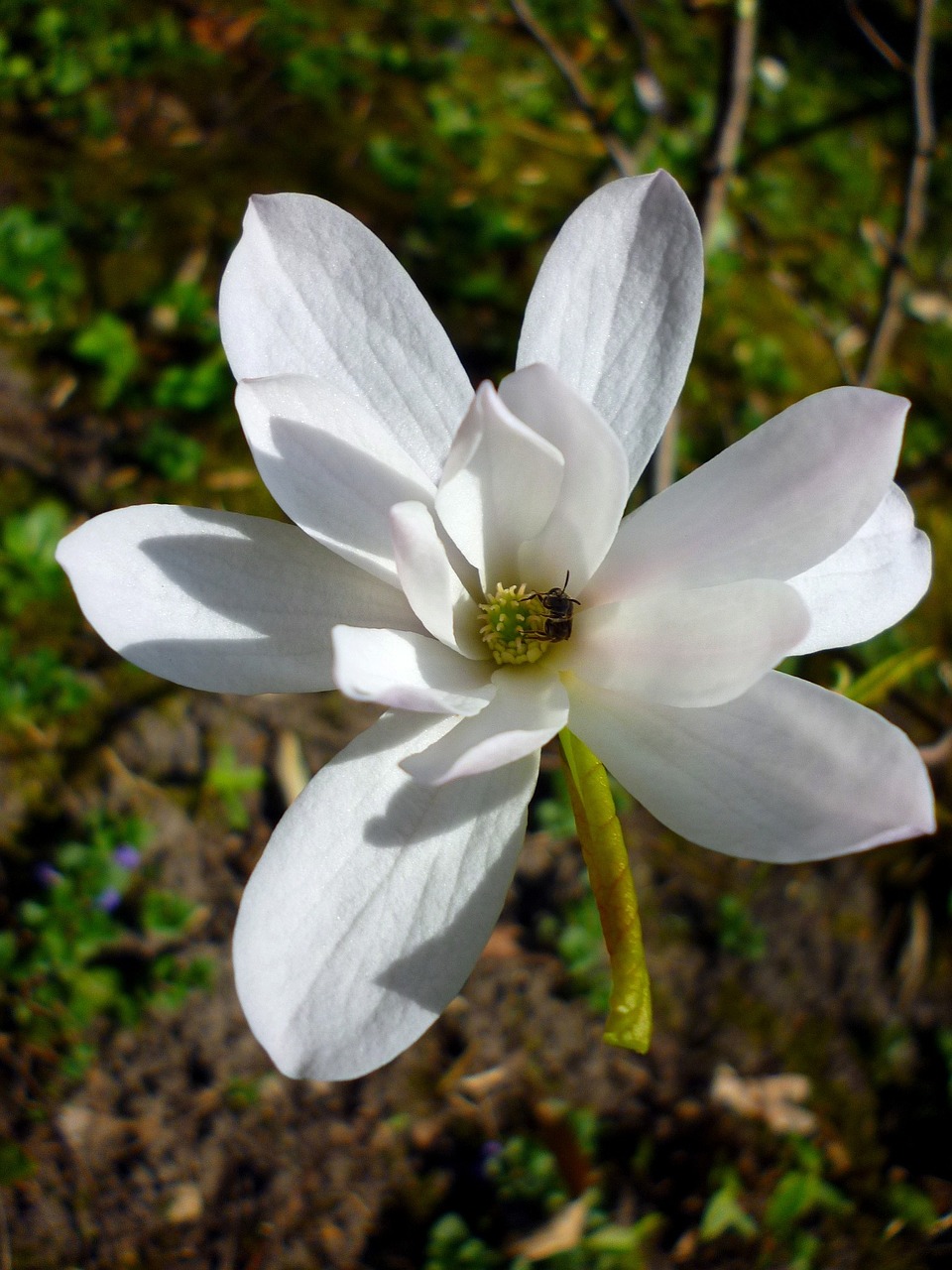 Jardin Des Plantes, Magnolija, Balta, Pavasaris, Kovas, Gėlė, Saulės Šviesa, Nemokamos Nuotraukos,  Nemokama Licenzija