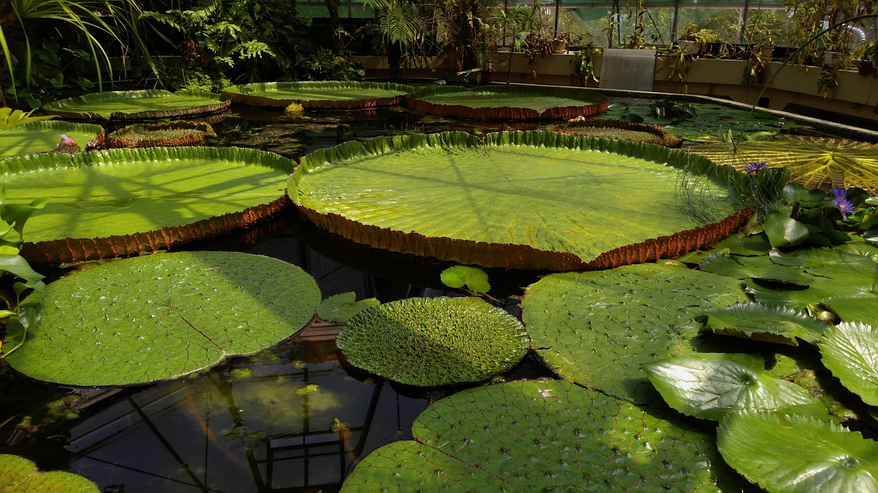 Jardin Des Plantes,  Budapest,  Plūdė,  Lotosas,  Viktorija,  Vanduo,  Regia,  Amazon,  Rio,  Gėlių