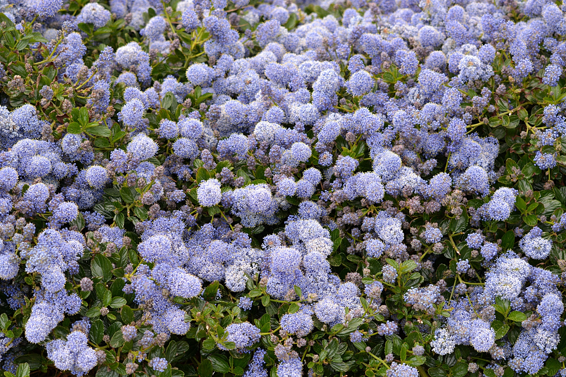 Gėlės,  Flora,  Balta,  Botanikos,  Gamta,  Vasara,  Mėlyni & Nbsp,  Kamuoliai,  Gėlių Sodas, Nemokamos Nuotraukos