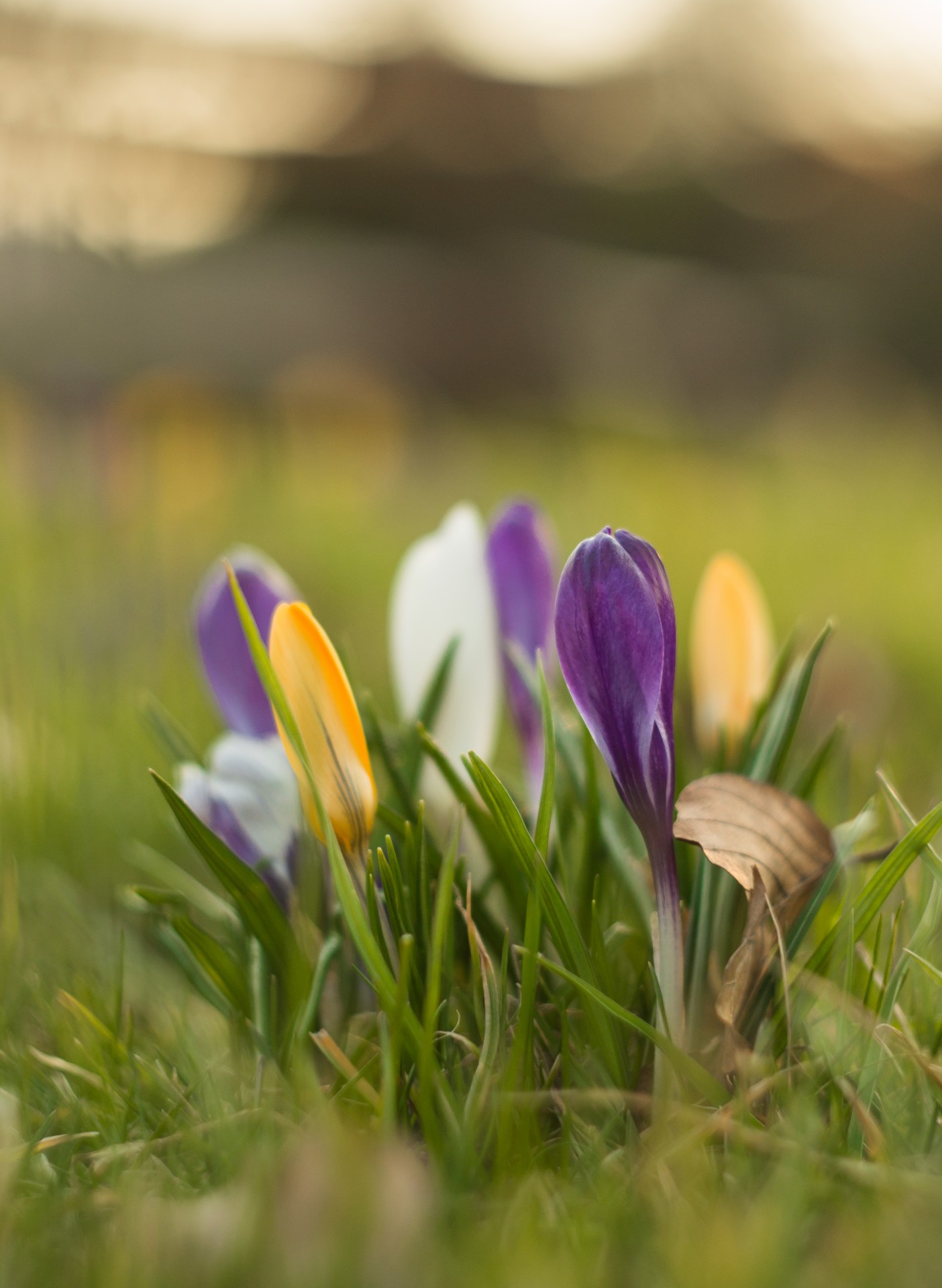 Pavasaris,  Gėlė,  Crocus,  Augalas & Nbsp,  Gyvenimas,  Išsamiai,  Makro,  Violetinė,  Žolė,  Geltona