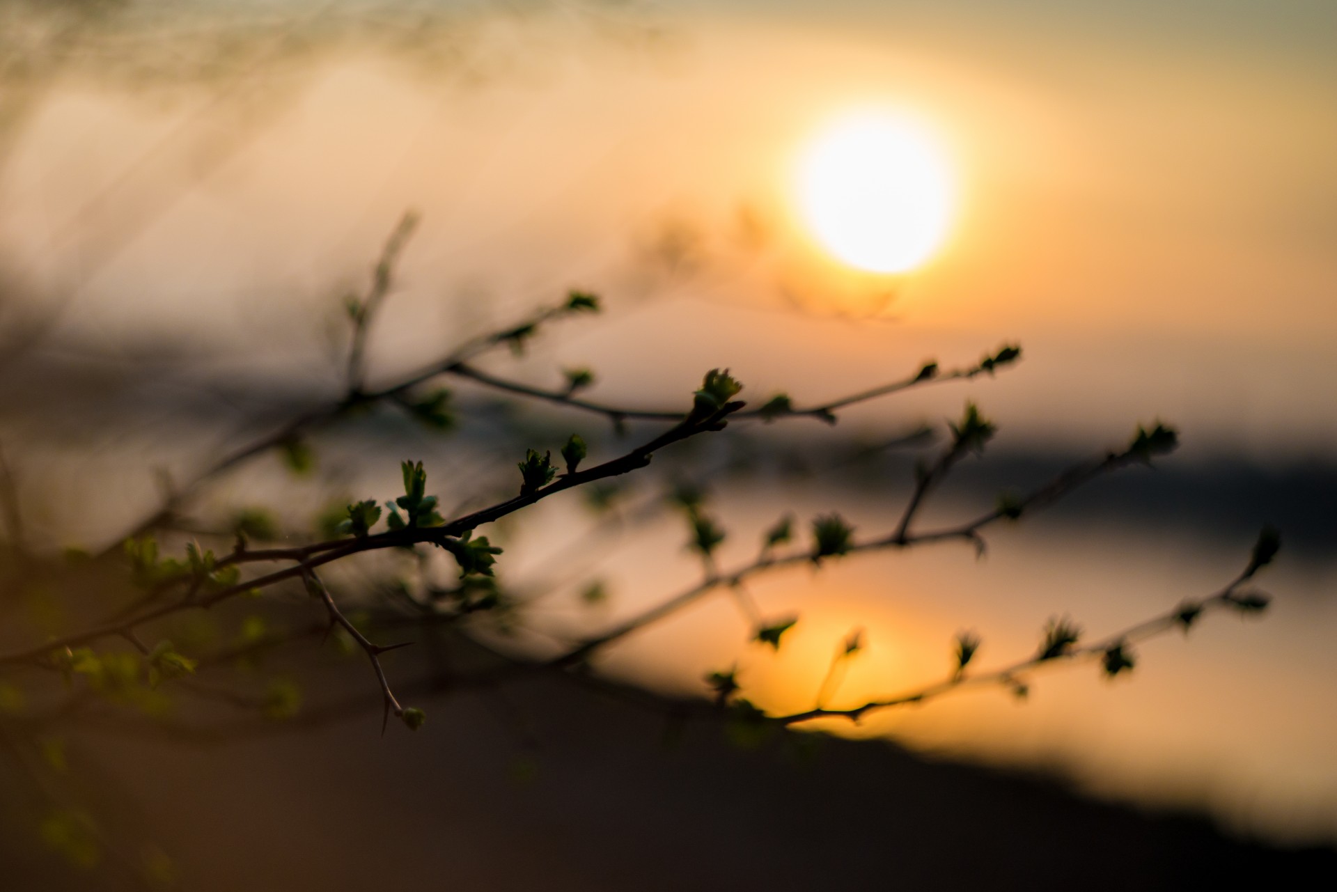 Pavasaris,  Gėlės,  Lapai,  Saulė,  Gamta,  Gyvenimas,  Šviesa,  Bokeh,  Fonas,  Pavasario Nuotaika Saulėlydyje