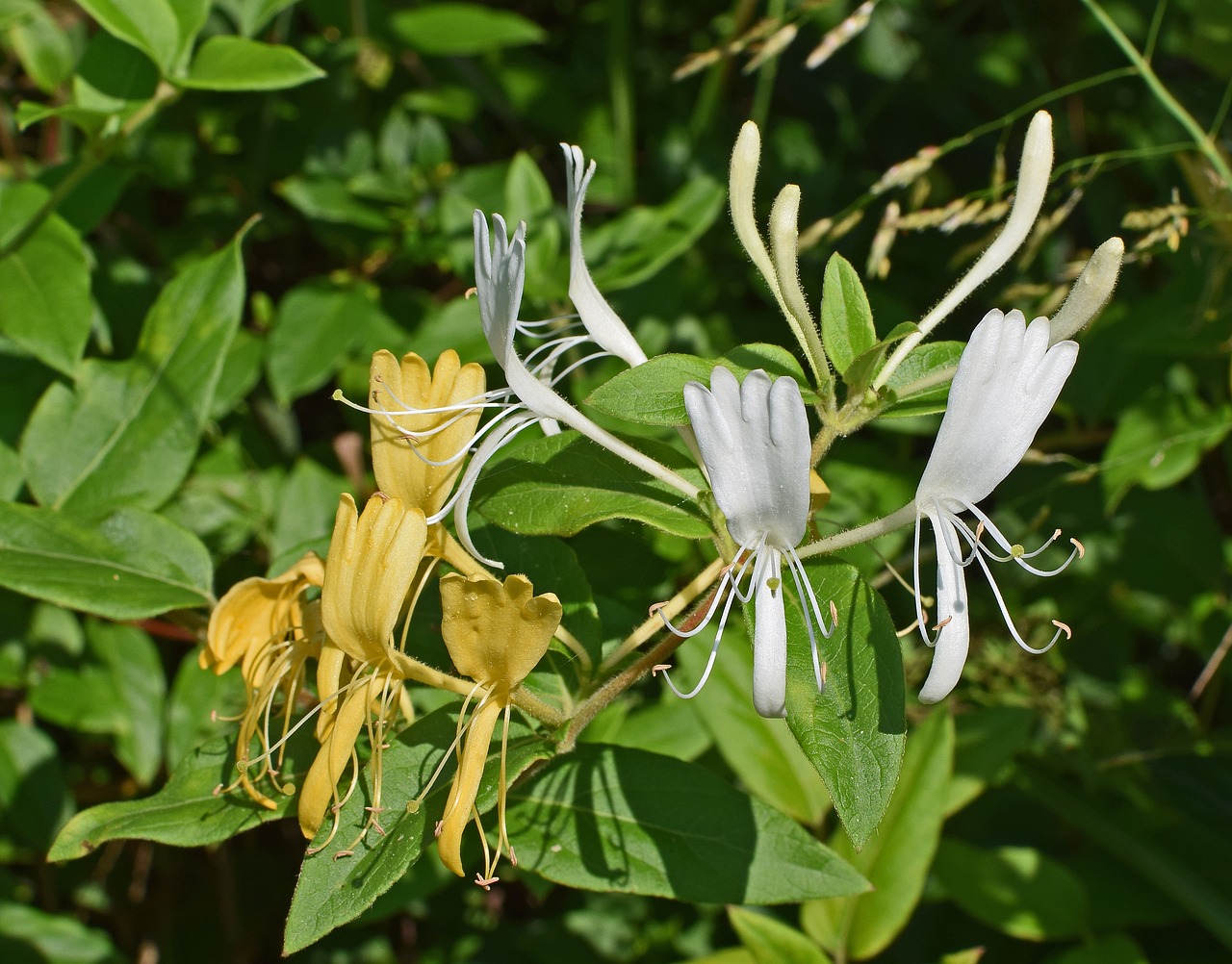 Jazminas, Gėlė, Žiedas, Žydėti, Krūmas, Krūmas, Augalas, Pavasaris, Gamta, Flora