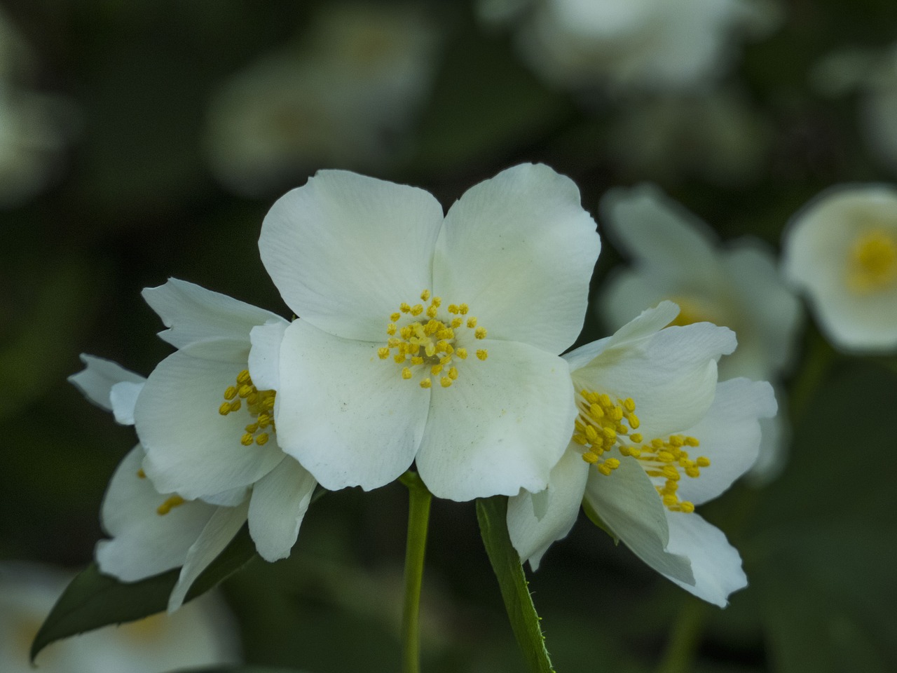 Jasmine,  Gėlės,  Krūmas,  Graži Gėlė,  Gamta, Nemokamos Nuotraukos,  Nemokama Licenzija