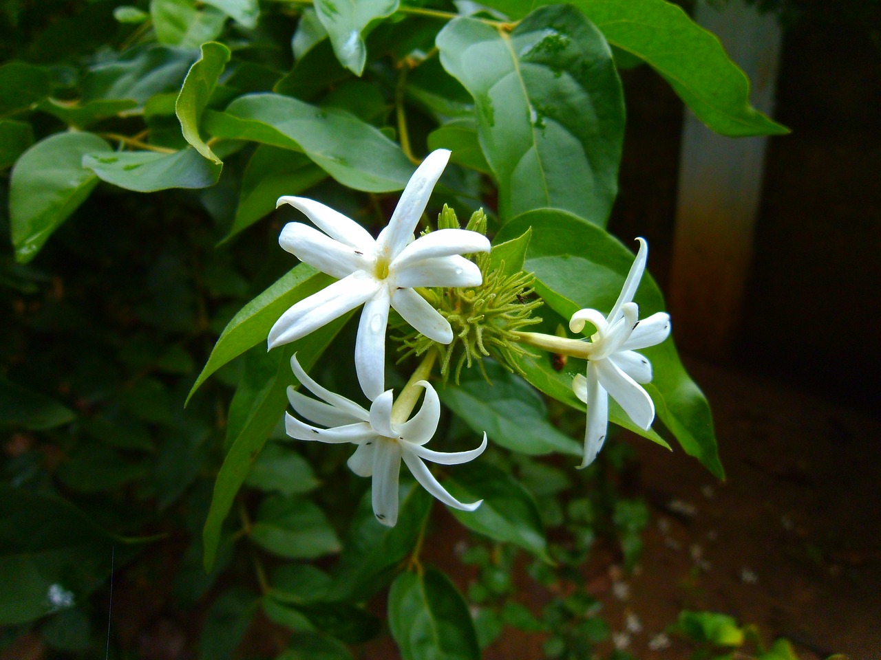 Jasmine,  Nithyakalyani,  Catharanthus Roseus,  Gėlė,  Iš Arti,  Gamta, Nemokamos Nuotraukos,  Nemokama Licenzija