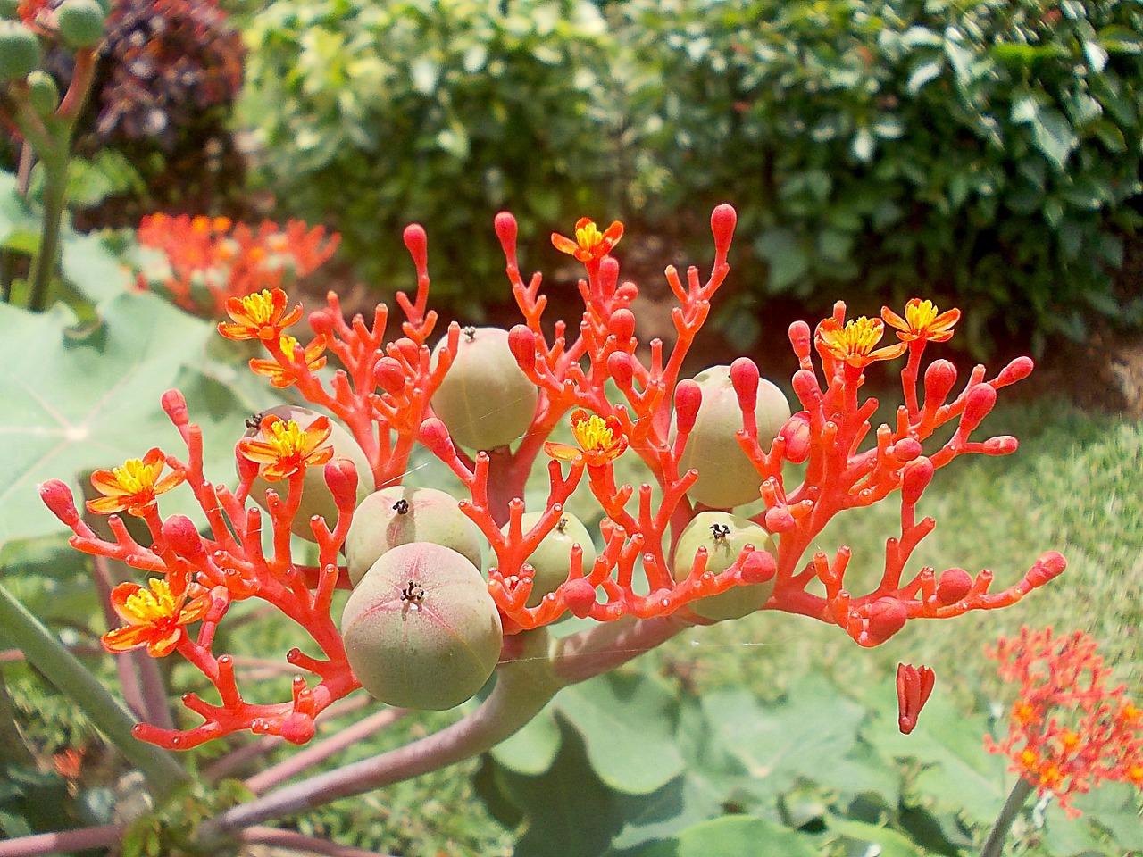 Jatropha, Gėlė, Raudona, Vaisiai, Žydintis Augalas, Euphorbiaceae, Egzotiškas, Geltona, Sri, Lanka