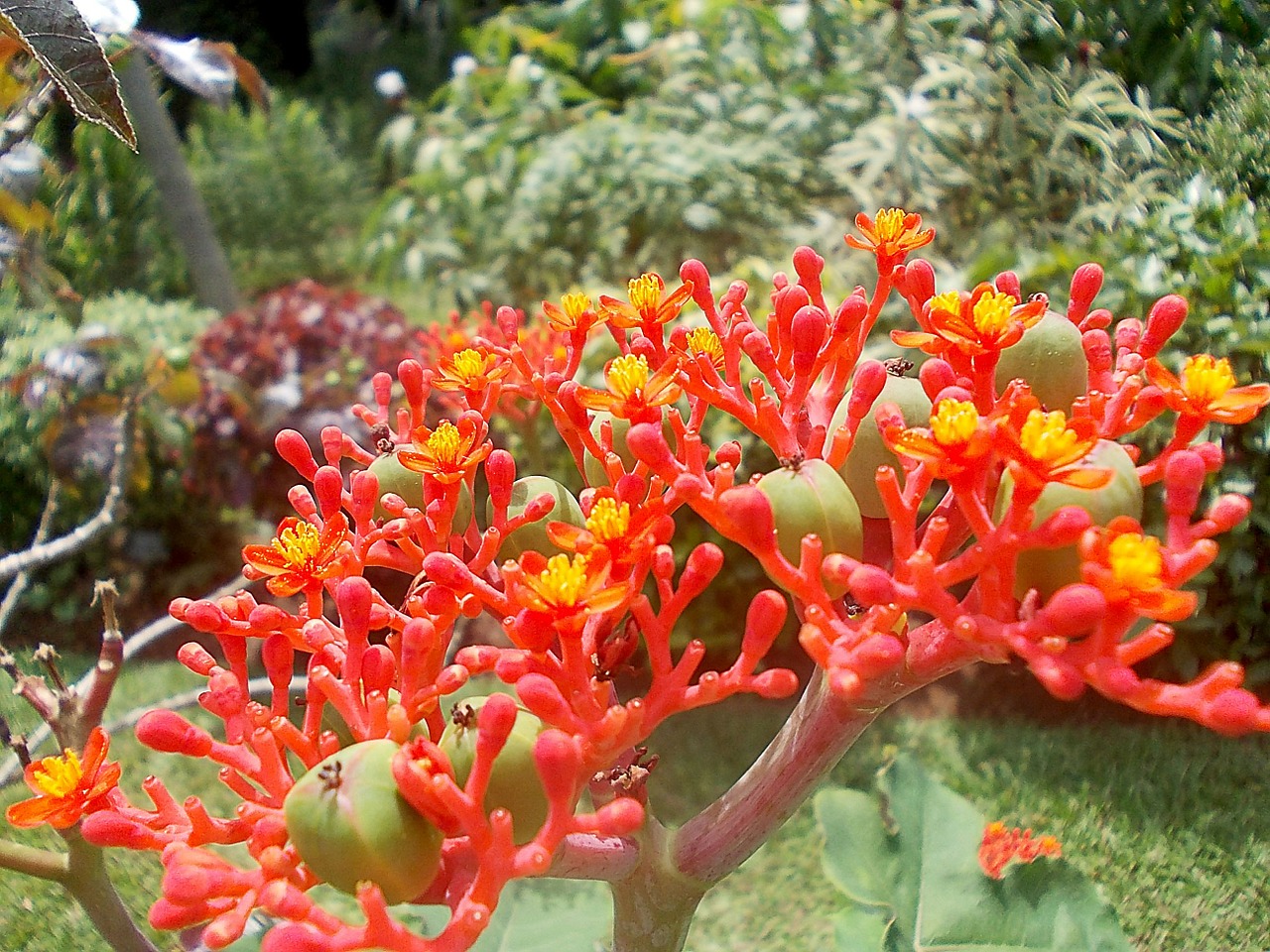 Jatropha, Gėlė, Egzotiškas, Raudona, Geltona, Vaisiai, Sri, Lanka, Šri Lanka, Peradeniya