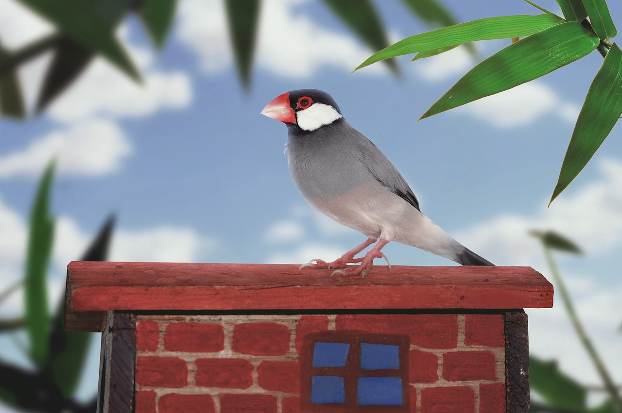 Java Sparrow, Žvirblis, Paukštis, Ave, Mažas Paukštelis, Tapetai, Nemokamos Nuotraukos,  Nemokama Licenzija